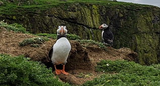 Nesli tehlike altında olan hayvanların uzaktan çekilmiş yakın çekim fotoğrafları