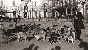 İstanbul'un sokak köpekleri sergi oldu
