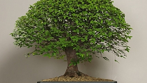 Bonsai Japon insanının geleneksel sanatı haline geldi