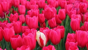  İstanbul Lale Festivali ne zaman?