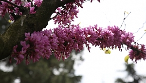 İstanbul'da erguvan zamanı
