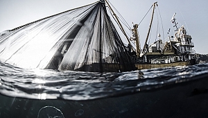 Bir belgesel bir balığın soyunu kurtarabilir mi?