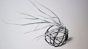 Sergi: Botanik İlhamlar