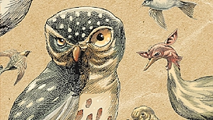 Yeni çıkanlar: Olmayan Kuşlar Ansiklopedisi