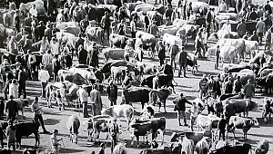  Siyah-beyaz fotoğraflarla 