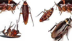 İstanbul böcek ilaçlama için farklı alternatifler