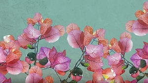 Sezen Aksu'nun Demo albümünden ilk şarkı yayınlandı: Begonvil