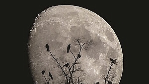 Yeni çıkanlar Kitaplar: Korku Sineması Kronolojisi (II. Cilt)