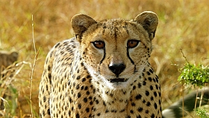 Serengeti’ye destansı bir keşif yolculuğu