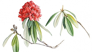 Işık Güner kimdir?