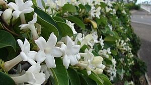 Yasemin çiçeği hakkında detaylar