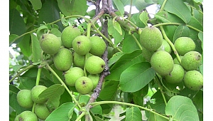 Chandler ceviz fidanı nedir?