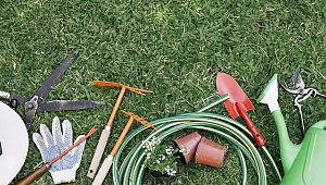 Google'da bu hafta Fransa kedi, Türkiye köpek sahiplenmeyle ilgili kelimeler aradı