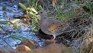 Dünya Biyolojik Çeşitlilik Günü'nde doğaseverlerden çağrı