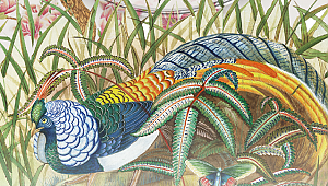 Kuşların Kaf Dağı serüveni sesli kitap haline getirildi