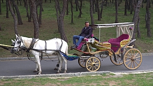 Adalar'daki atlar sahiplendiriliyor