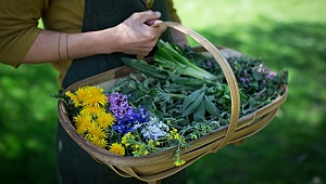 Terra Doğal Yaşam Ürünleri