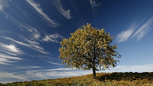 Doğaseverler sağlıklı bir gezegende yaşama hakkı için bir arada