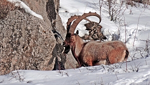 Hayvanları Koruma Günü'nde 230 STK'dan ortak çağrı: Avcılık yasaklansın