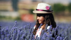 Afşin'deki lavanta tarlalarının dünyaya tanıtılması hedefleniyor