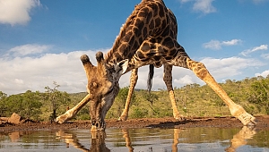 Bir damla yağmur ile değişen doğal yaşam hikayesi: Su Birikintisi