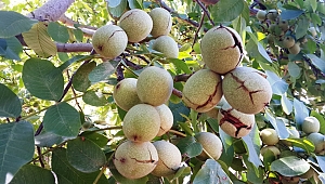 Chandler ceviz fidanı özellikleri, dikimi ve bakımı