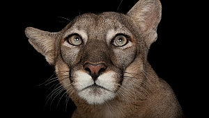 Dünyanın en çok ziyaret edilen National Geographic sergisi Photo Ark, dijital ziyarete açılıyor