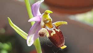 Türkiye-Azerbaycan ortaklaşa 