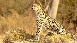 Belgesel: Serengeti’nin Hız Kraliçesi 