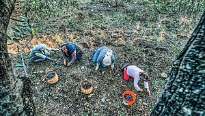 Bursa’nın simgeleri ve zeytin