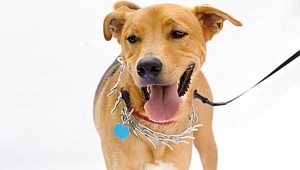 Köpek besleyenlerin sahip olması gereken malzemeler nelerdir?