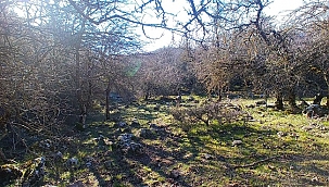 İzmir'de uzun yıllar sonra kurt görüldü
