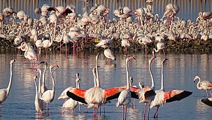 İzmir'in yavru flamingoları dünyaya gözlerini açtı