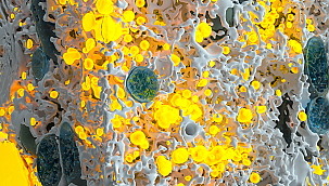 Molecular Architecture sergisi Venedik Bienali’nde