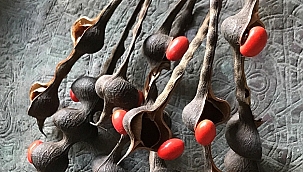 Sergi: Kurda, Kuşa, Aşa… Ve Göze…