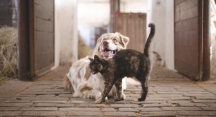 Bayrampaşa pet kuaförü