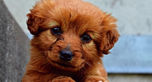 Yavru köpekler neden ağlar?