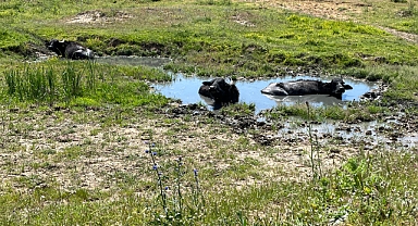 İstanbul Bienali mandaların izini takip ediyor