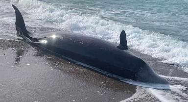 Deprem balinaları da etkiledi