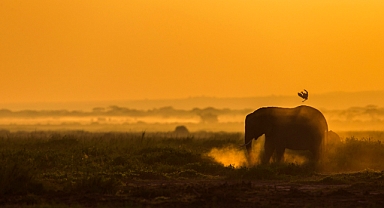 Vahşi yaşam fotoğrafçısı olan Süha Derbent’ten Harmoni sergisi