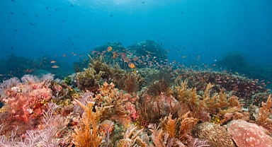 Isınma sürerse mercanlar tamamen yok olacak