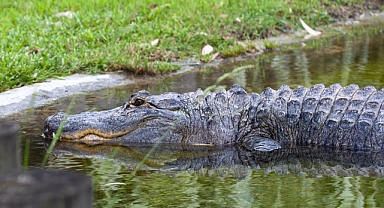 Faruk Yalçın Hayvanat Bahçesi ve Botanik Parkı nerede?