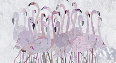 Türkiye’nin ilk Flamingo Festivali İzmir’de