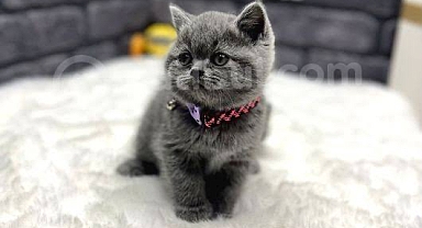 Yavru British Shorthair İlanlarına Göz Atmak İçin 5 Neden