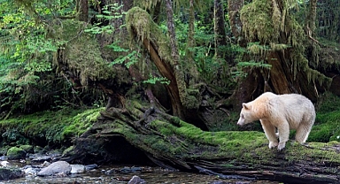 Planet Earth III yeniden ekranlara dönüyor
