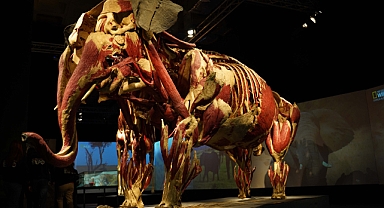 100’den fazla hayvan bedeni: Gerçek Hayvanların Anatomi Sergisi