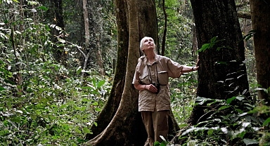 Pera Müzesi Dr. Jane Goodall’ı ağırlıyor