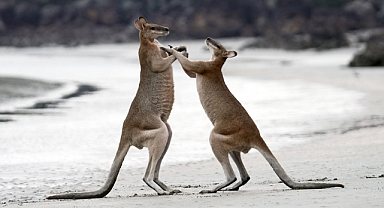 Avustralya’nın sıra dışı doğası belgesel oldu