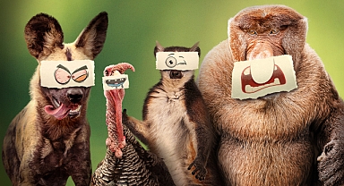 Ötekiler belgesel dizisi doğal dünyanın farklı yüzünü ekranlara taşıyor