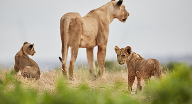 WWF-Türkiye: Büyük kedilerin korunması ekosistemler için kritik önemde